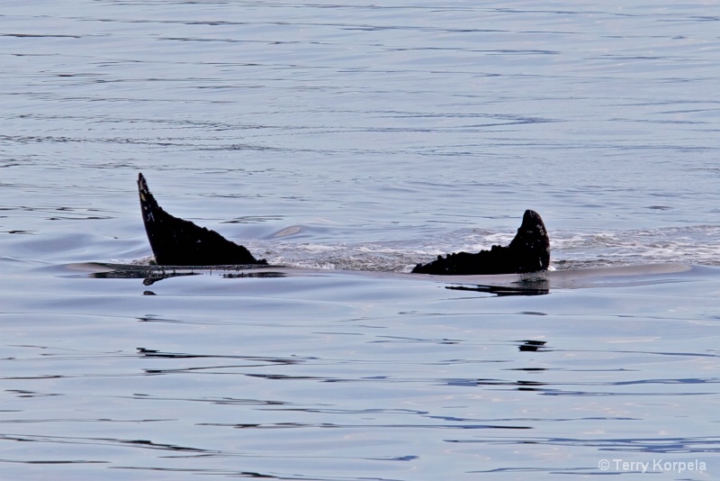 Whale Alaska - ID: 12642135 © Terry Korpela