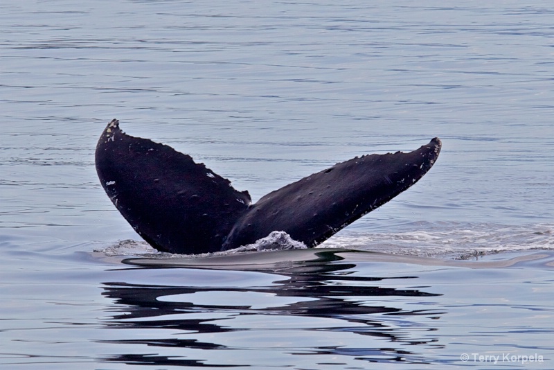Whale Alaska - ID: 12642136 © Terry Korpela