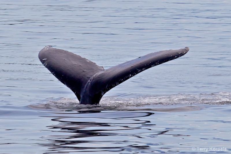 Whale Alaska - ID: 12642137 © Terry Korpela