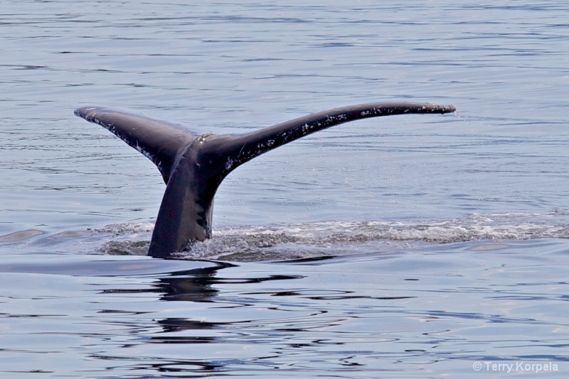 Whale Alaska - ID: 12642138 © Terry Korpela