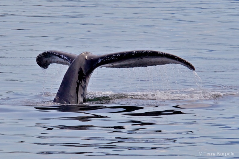 Whale Alaska - ID: 12642139 © Terry Korpela