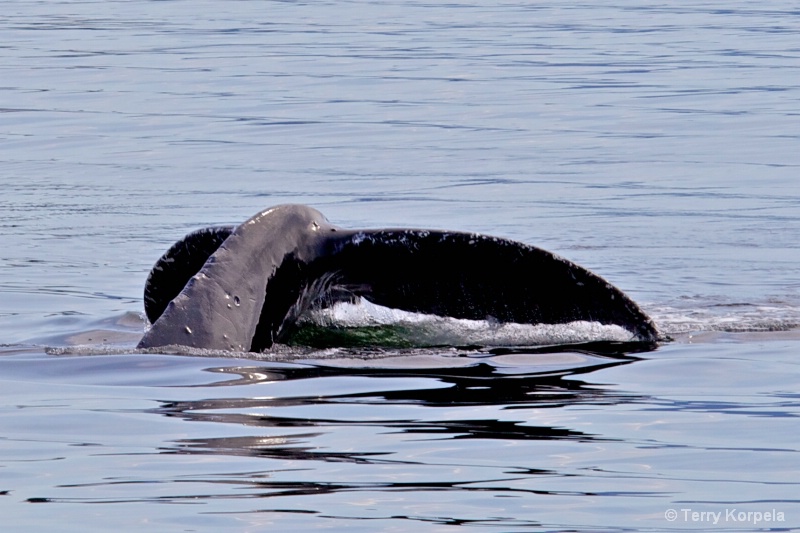 Whale Alaska - ID: 12642140 © Terry Korpela