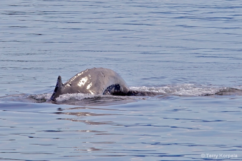 Whale Alaska - ID: 12642141 © Terry Korpela