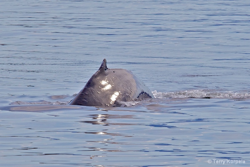 Whale Alaska - ID: 12642142 © Terry Korpela