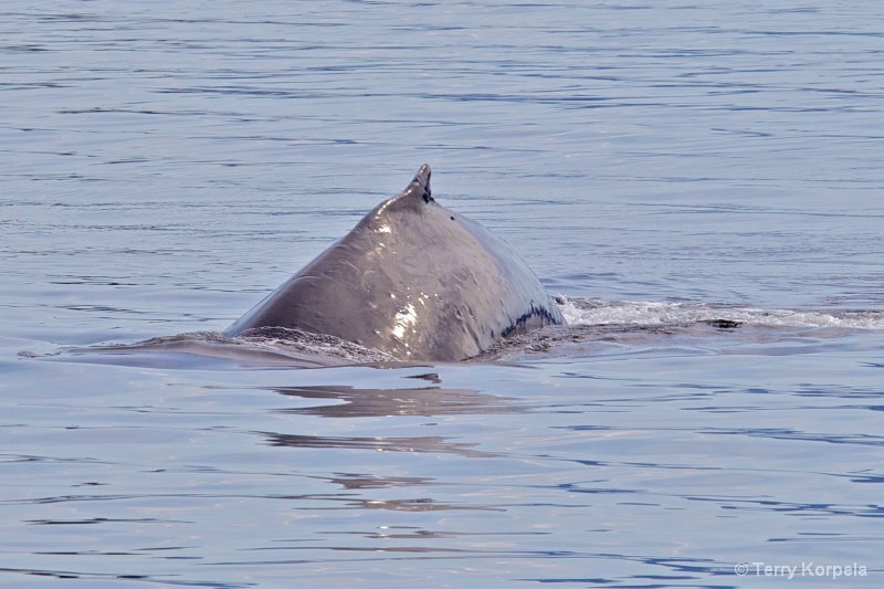 Whale Alaska - ID: 12642143 © Terry Korpela