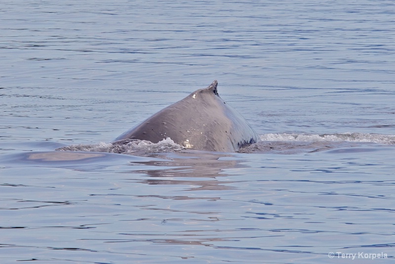 Whale Alaska - ID: 12642144 © Terry Korpela