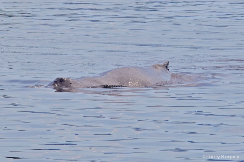 Whale Alaska - ID: 12642147 © Terry Korpela