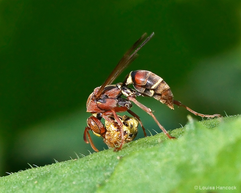 Wasp Eating Bug