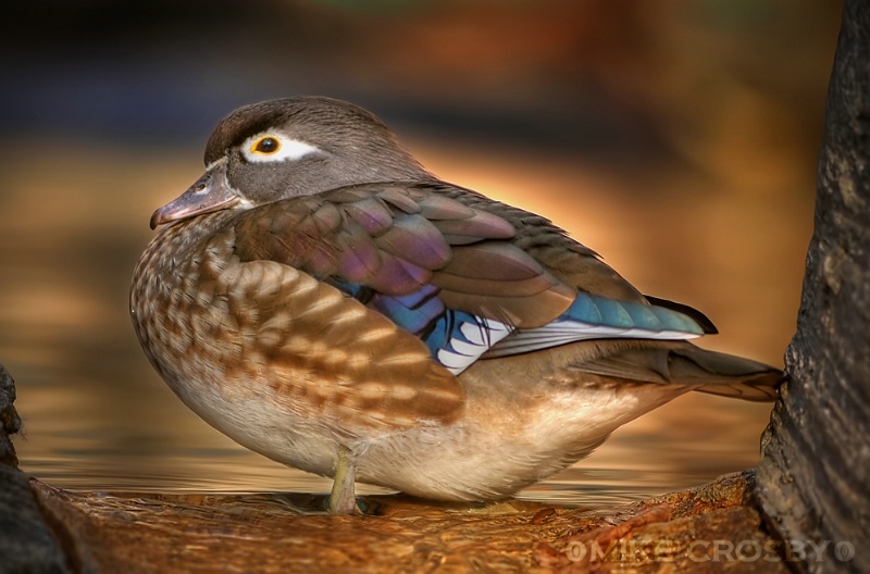 Female Mandarin Duck