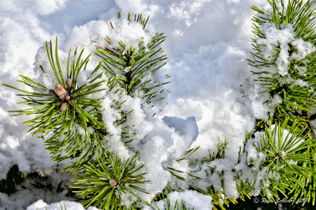 Fresh Snow for Christmas