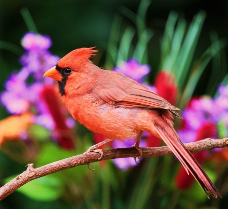 Cardinal-pose