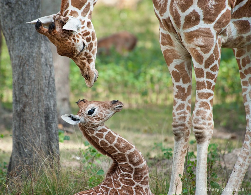 Giraffes 003