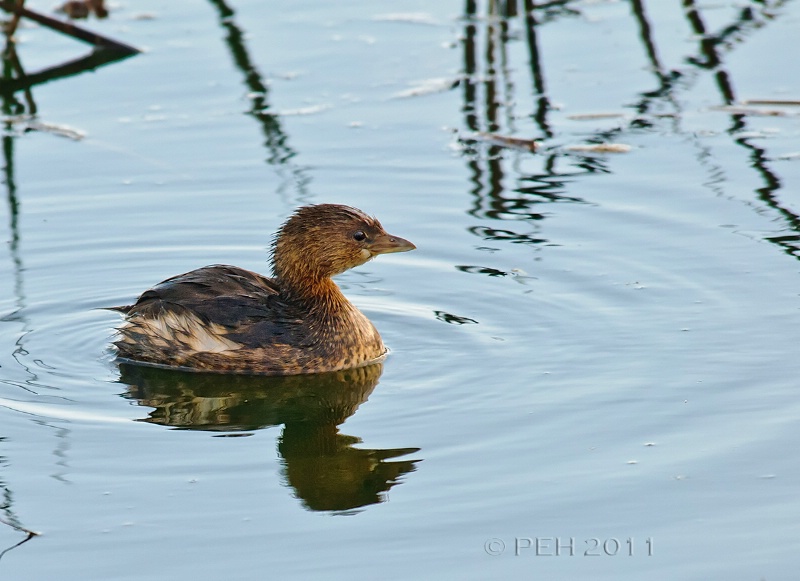 Pied-billed Grebe