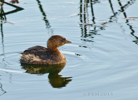 Pied-billed Grebe