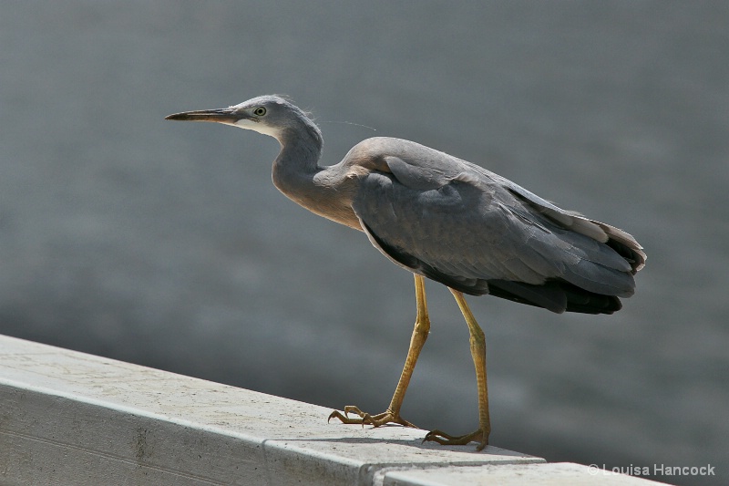 Heron