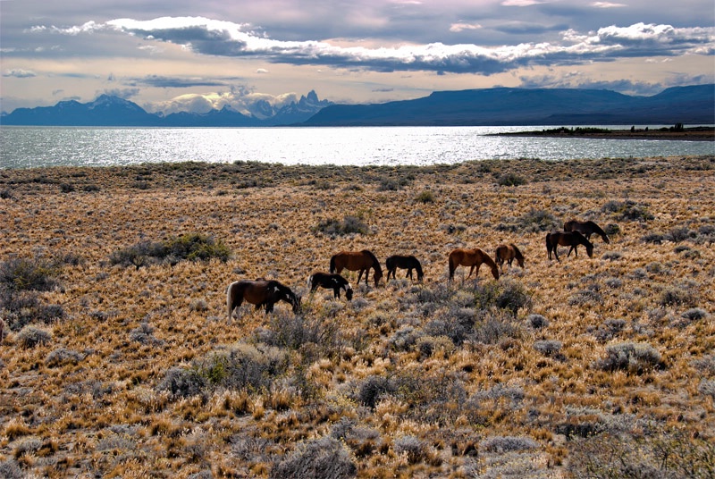 Patagonia Ponies