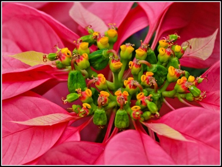 Poinsettia