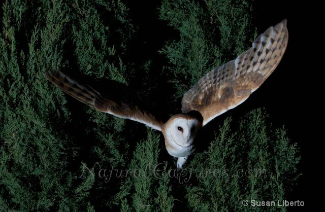 Barn Owl Take-Off