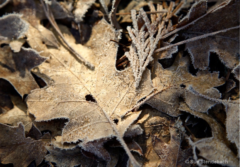 Hoar-Frosted Leaves - ID: 12644644 © Sue P. Stendebach