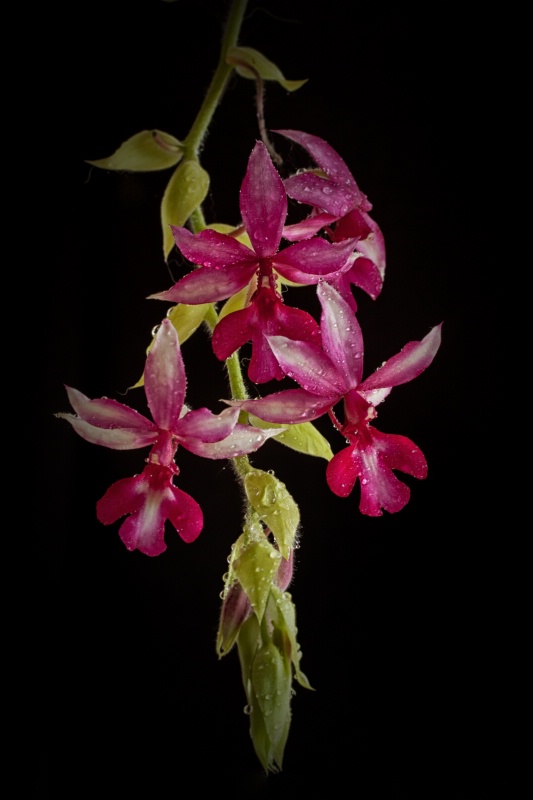 Calanthe Orchid