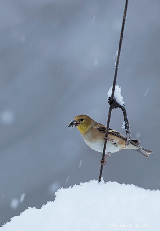 Gold Finch on a String