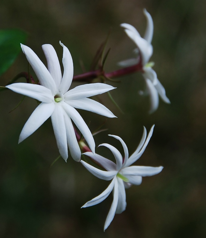 Angel Wing Jasmine