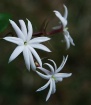 Angel Wing Jasmin...