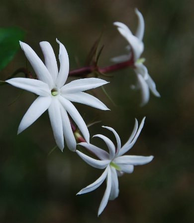 Angel Wing Jasmine