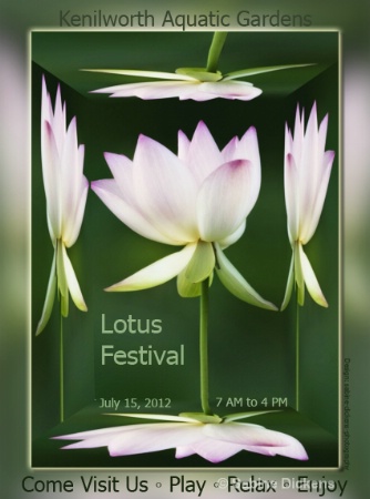 lotus in open box poster2-f