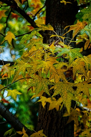 Leaves of Gold and Green