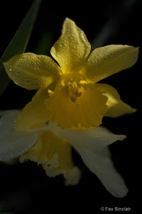 Duet--Daffodils  - ID: 12645340 © Fax Sinclair