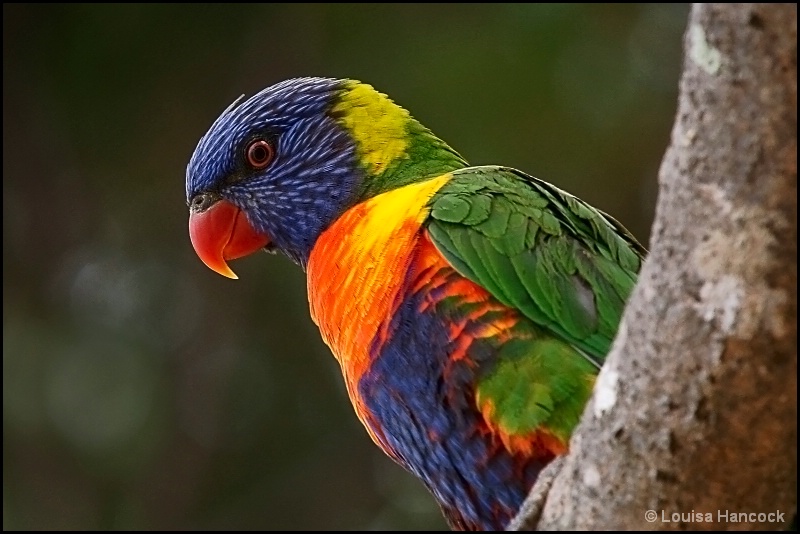 Rainbow Lorikeet