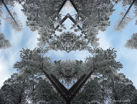 mirrored trees with new sky 72