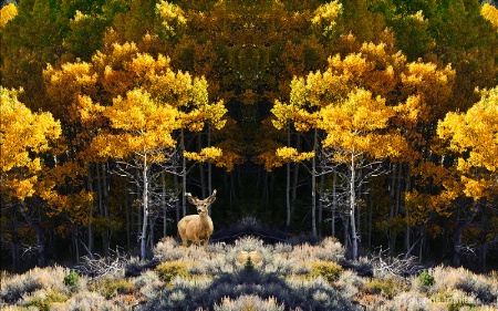 trees mirrored with deer 72