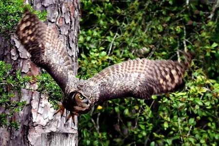 Great Horned Owl