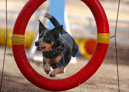 Tire Jump