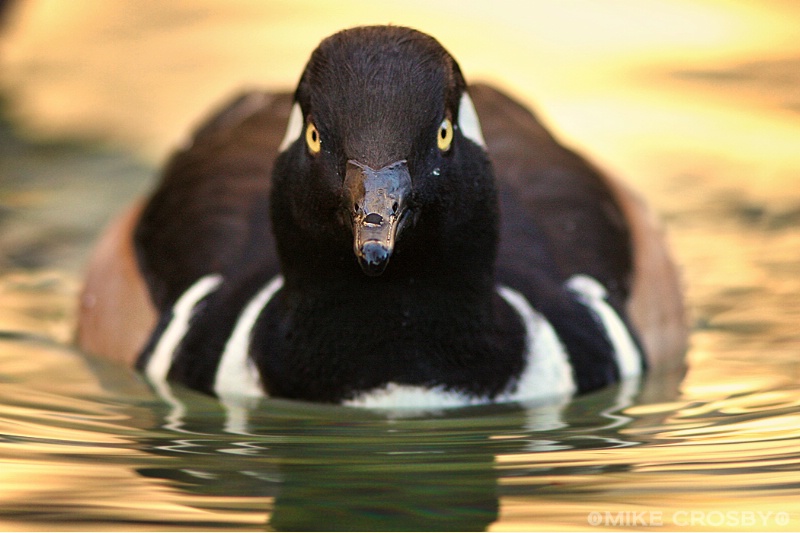 Hooded Merganser 