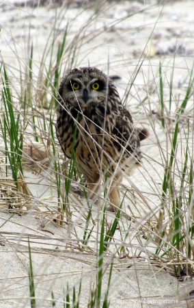 Short eared owl