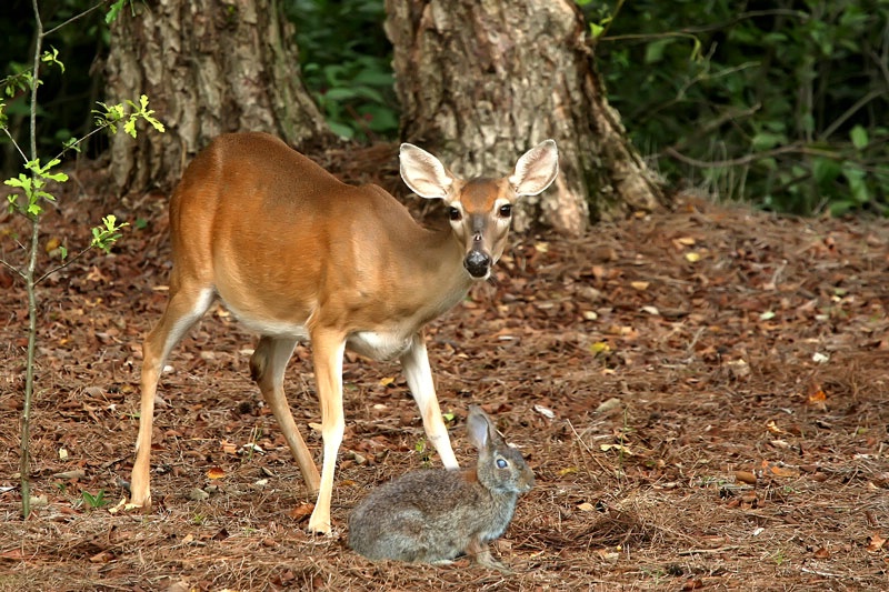 Bambi And Thumper