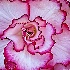 2Painted Flower - ID: 12647380 © Richard M. Waas