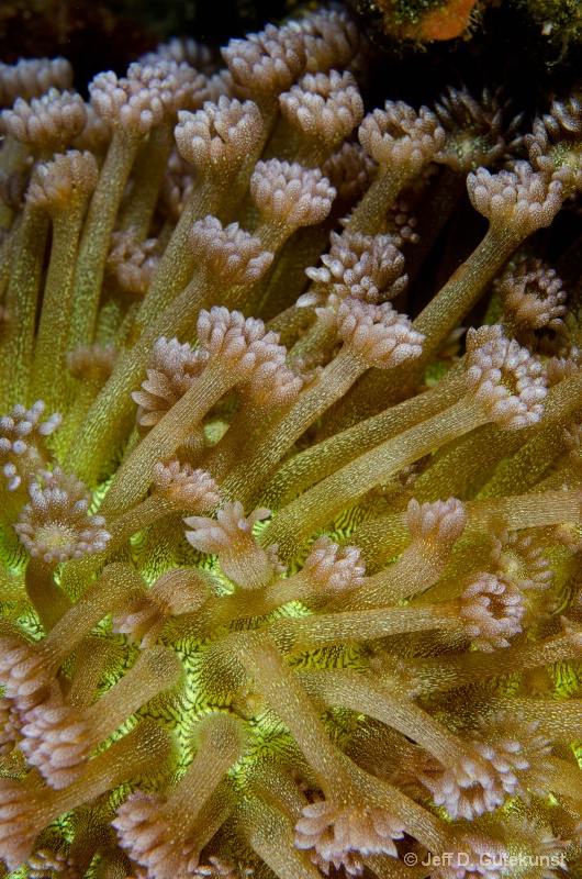 Coral Colony -Raja Ampat