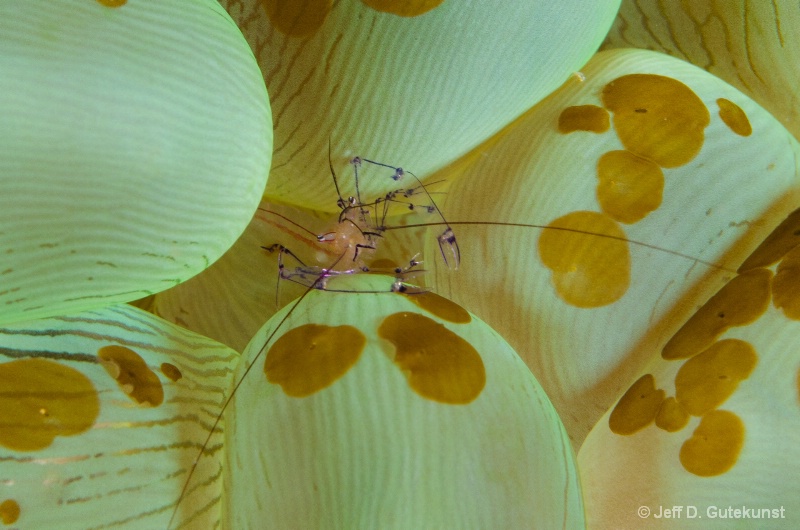 Shrimp on Bubble Coral - Raja Ampat