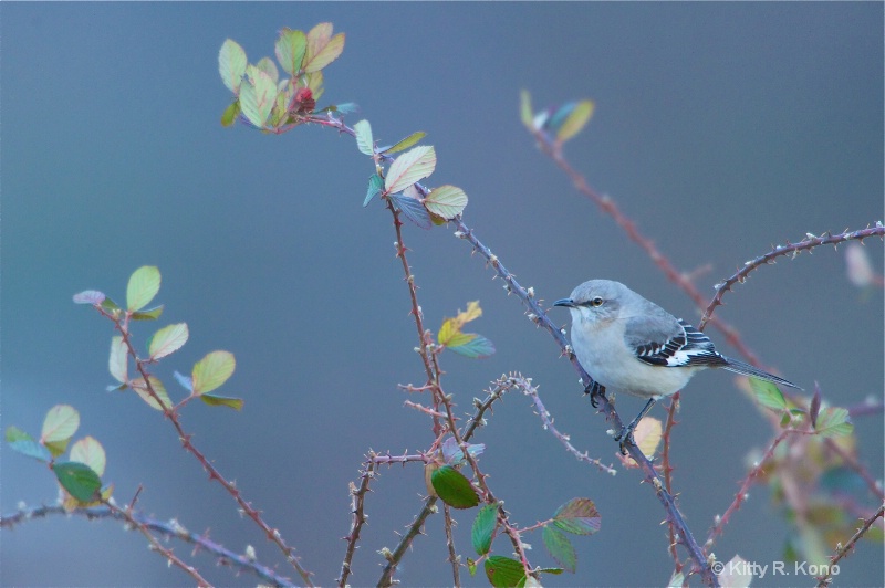 Mockingbird on a Thorn Bush