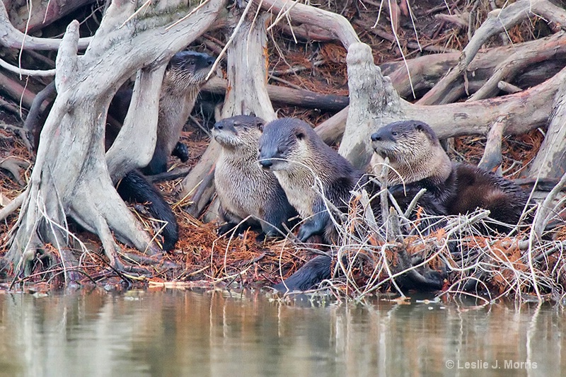 Otter Family in California Rice Country