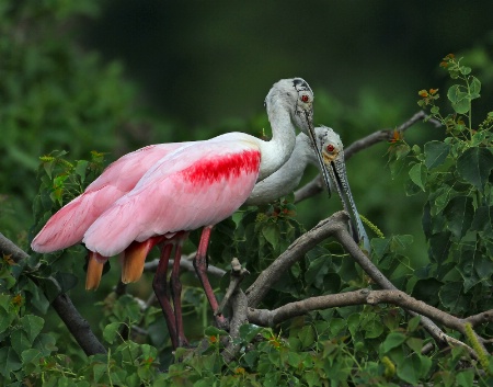 Spoonbill Pair