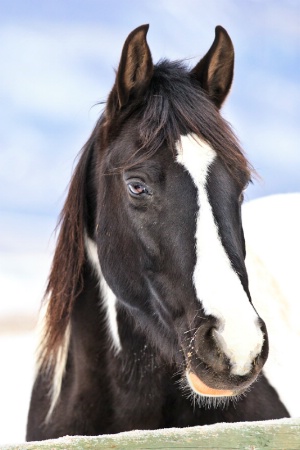 Winter Equine 4