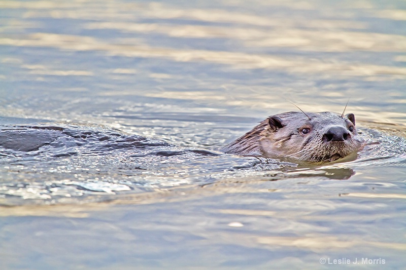 Cruising American River Otter - ID: 12648137 © Leslie J. Morris