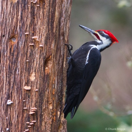 Pilated Woodpecker