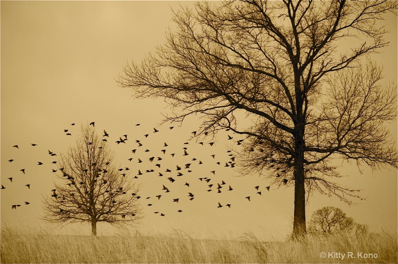 Valley Forge - Trees and Starlings in Winter