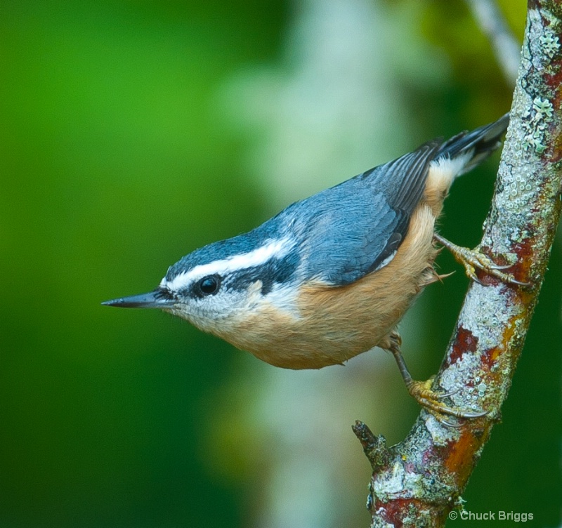 Red Breasted Nuthatch